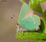 Green Hairstreak 010510_4 